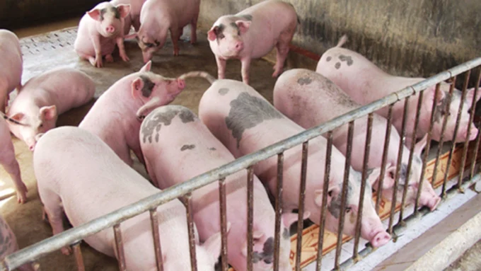 Giá lợn hơi hôm nay ngày 27-12-2023: Cao nhất 52.000 đồng/kg